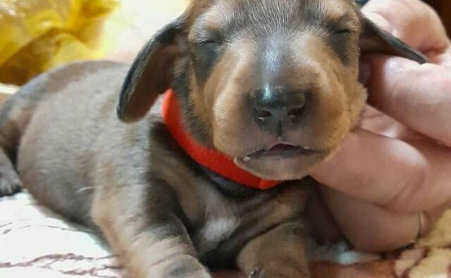 Питомник Я Такса — ятакса.рф