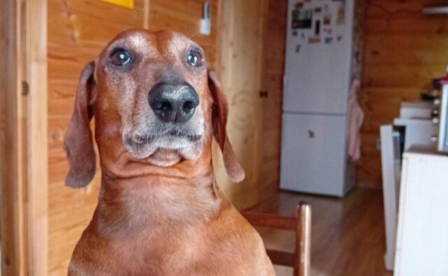 Питомник Я Такса — ятакса.рф