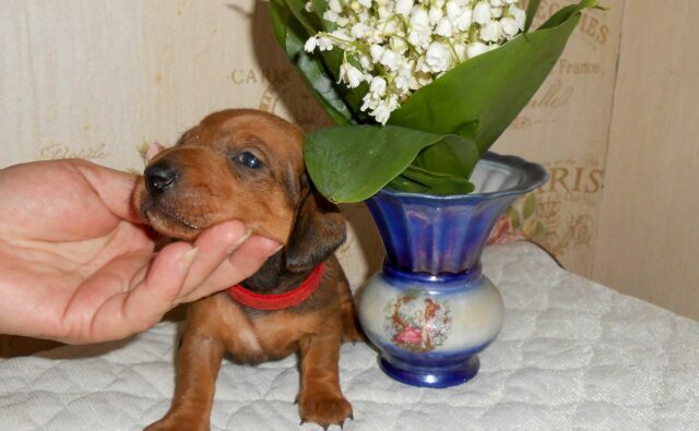 Питомник Я Такса — ятакса.рф