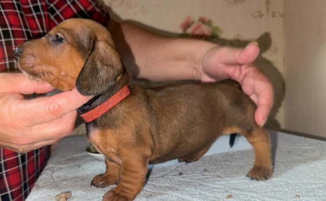 Питомник Я Такса — ятакса.рф