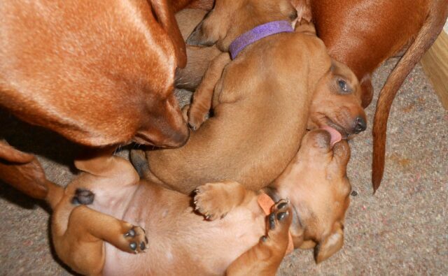 Питомник Я Такса — ятакса.рф