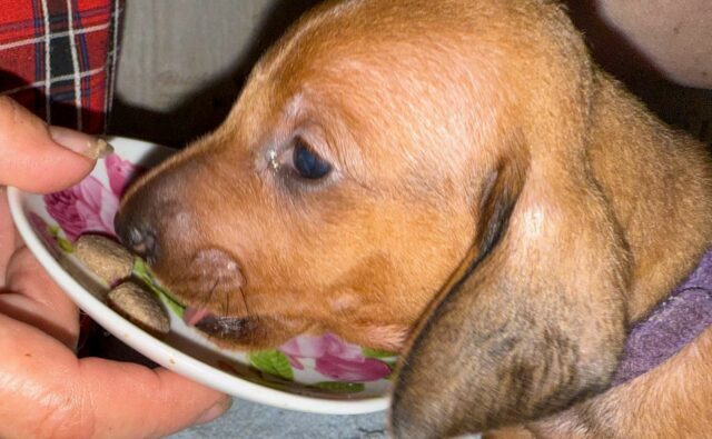 Питомник Я Такса — ятакса.рф