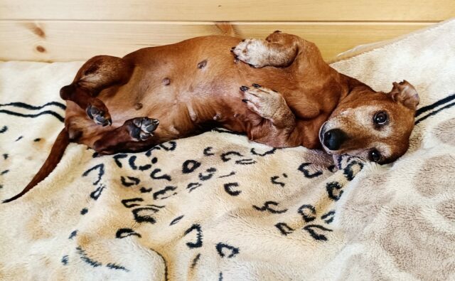 Питомник Я Такса — ятакса.рф