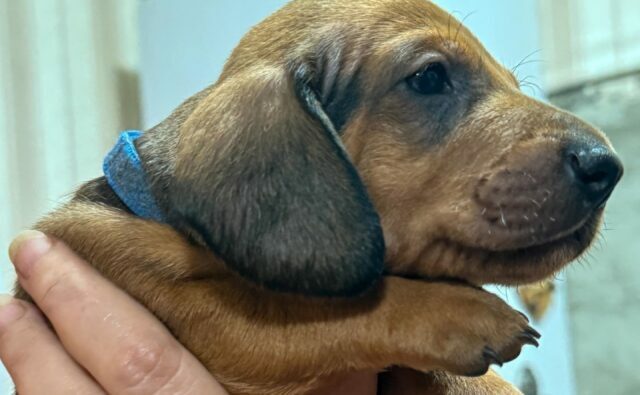 Питомник Я Такса — ятакса.рф