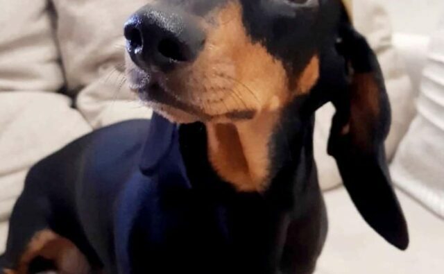 Питомник Я Такса — ятакса.рф