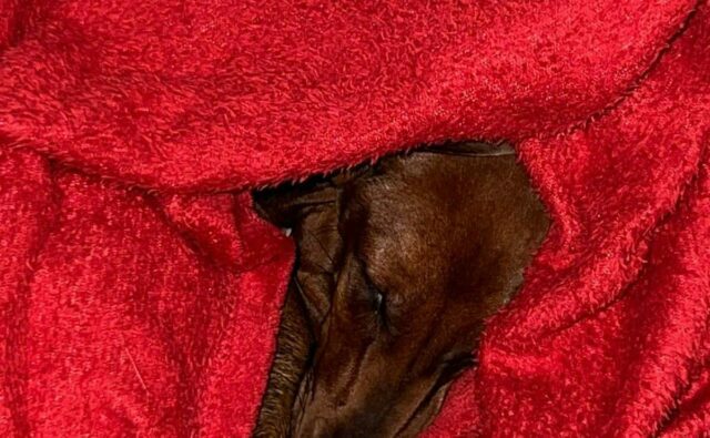 Питомник Я Такса — ятакса.рф