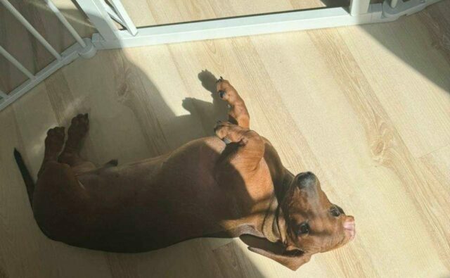 Питомник Я Такса — ятакса.рф