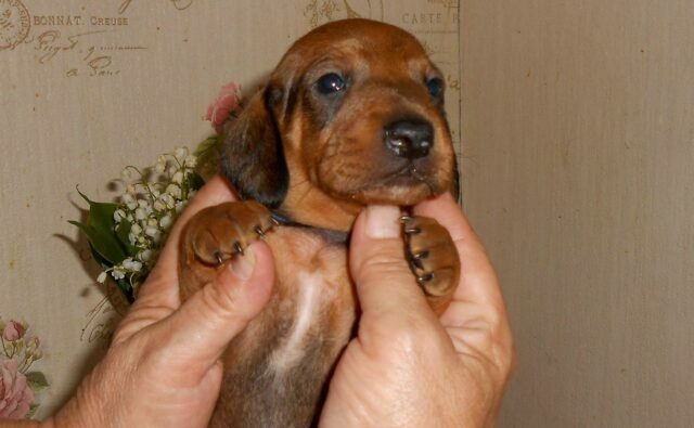 Питомник Я Такса — ятакса.рф