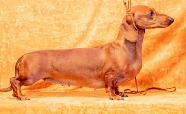 Питомник Я Такса — ятакса.рф