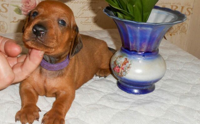 Питомник Я Такса — ятакса.рф