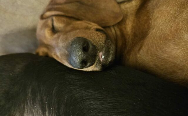 Питомник Я Такса — ятакса.рф