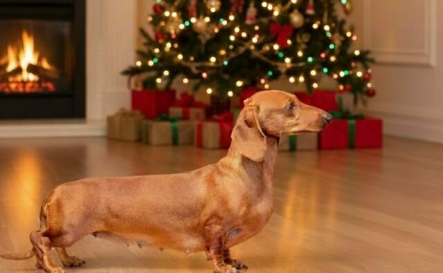 Питомник Я Такса — ятакса.рф