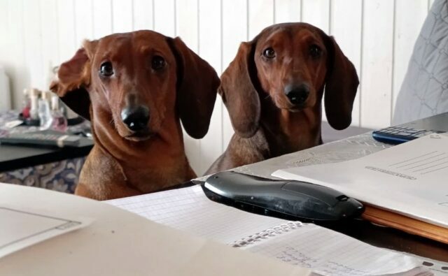 Питомник Я Такса — ятакса.рф