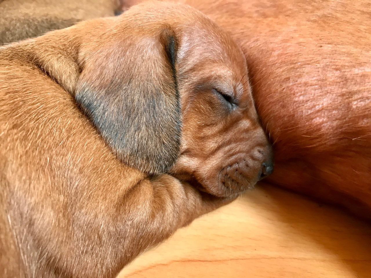 Питомник Я Такса — ятакса.рф