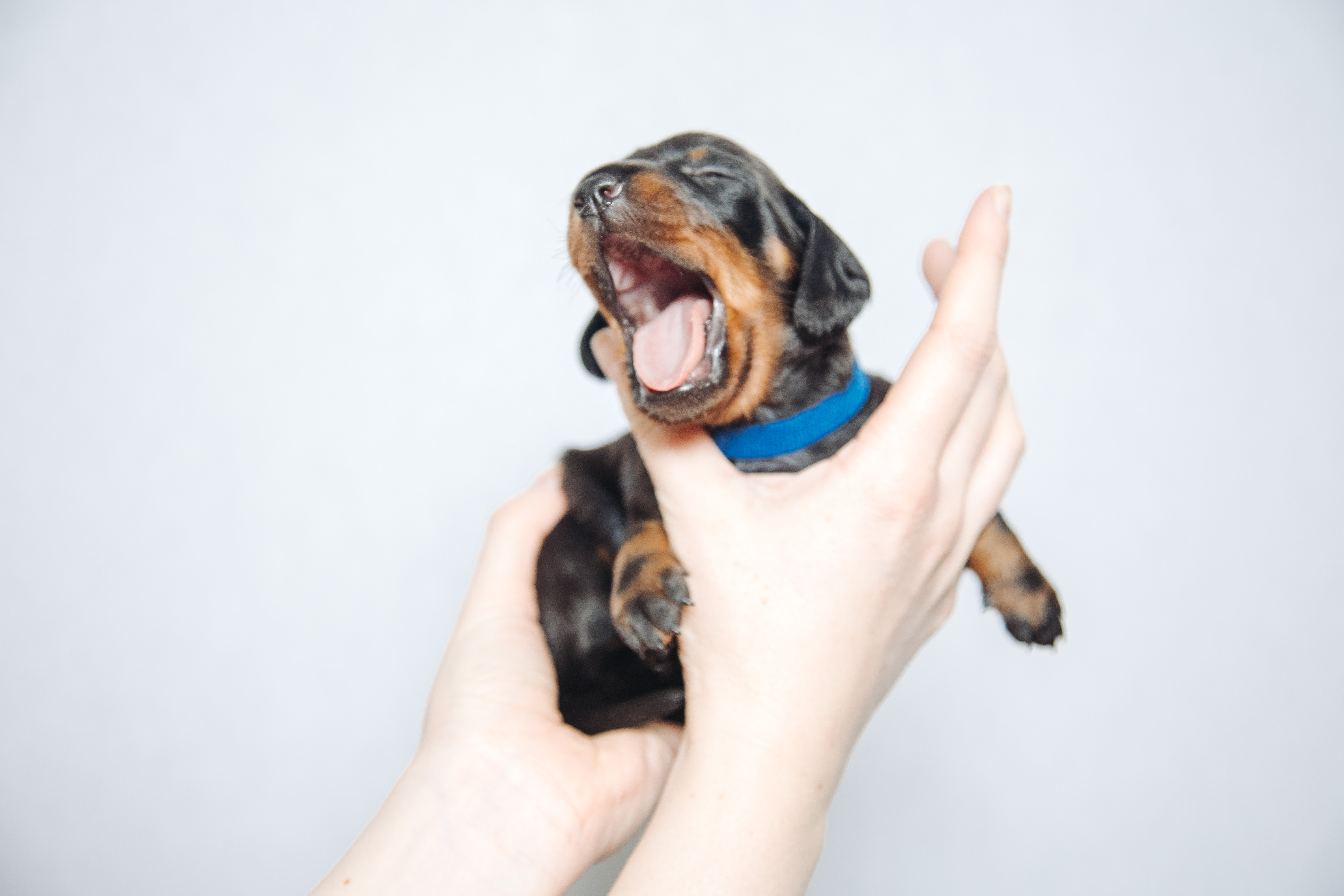 Помет Литера Г — Такса стандартная гладкошерстная