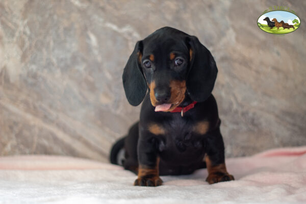 Я ТАКСА ГАРМОНИЯ